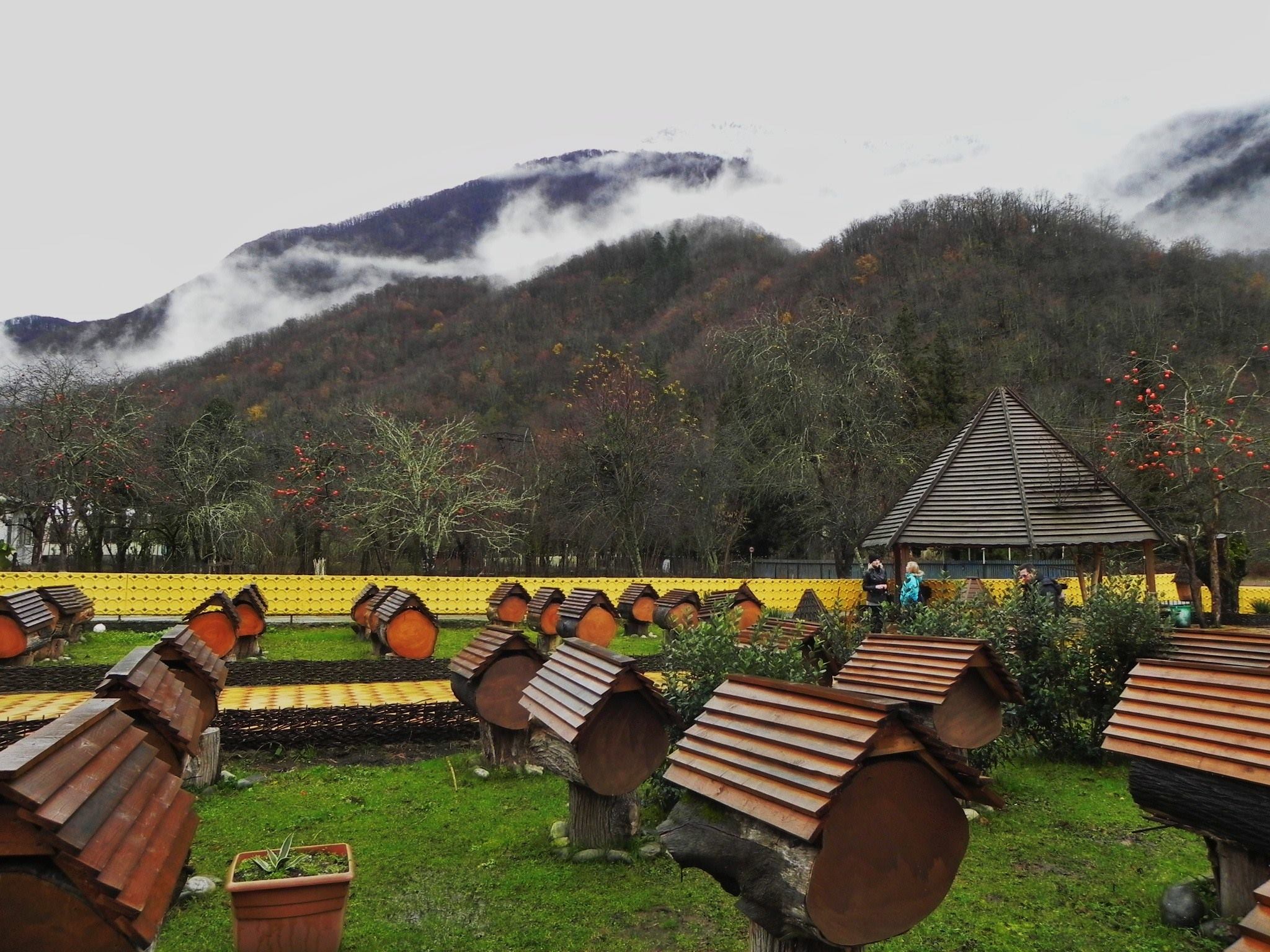تربية النحل في أبخازيا .